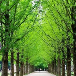 Nami-Island JUNE